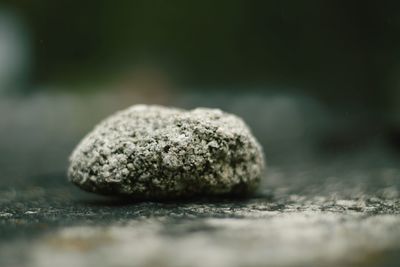 Close-up of plant against blurred background