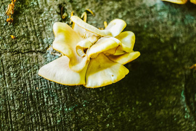 Close-up of yellow flower