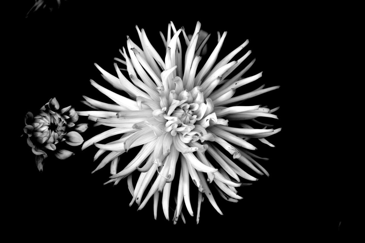 CLOSE-UP OF FLOWERS AGAINST BLACK BACKGROUND