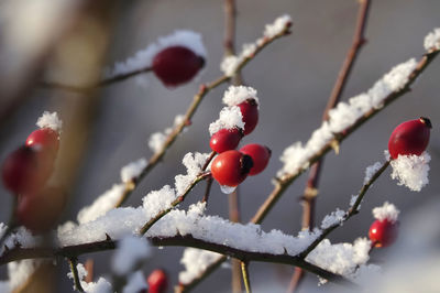 Close-up of frozen berries on tree