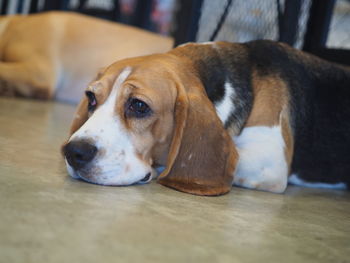 Close-up of dog lying on floor