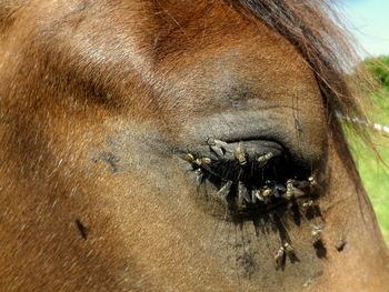 Close-up of houseflies on horse eye