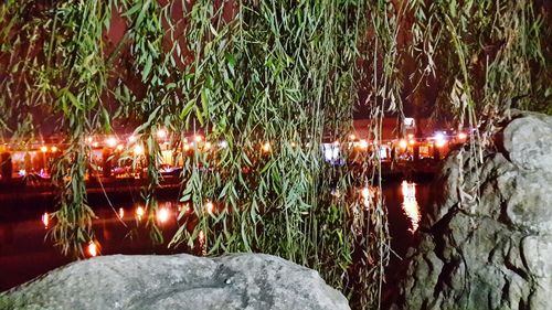 Illuminated plants by lake against trees at night