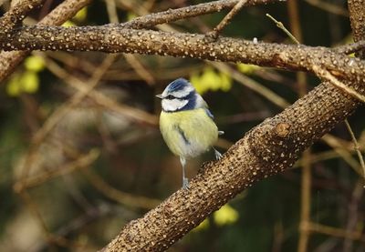 Close-up of bird perching on branch