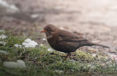 Close-up of a bird perching on a land