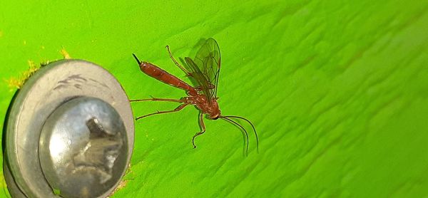 Close-up of dragonfly on leaf