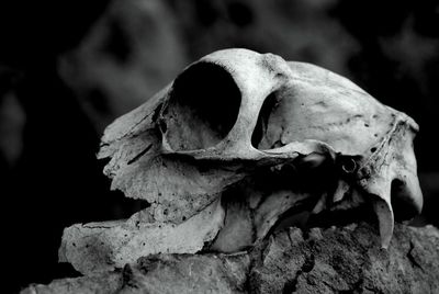 Close-up of animal skull