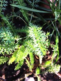 Close-up of fern leaves