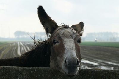 Portrait of horse in ranch