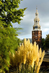 Church tower behind plants