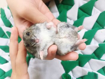 Cropped image of hand holding hamster over fabric