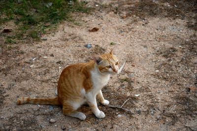 Cat sitting on a field