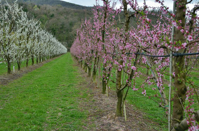 Pink flowers on tree