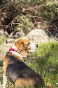 Dog on field