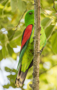 Close-up of parrot perching on tree