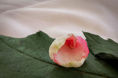 Close-up of rose plant