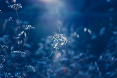 Close-up of blue flowers against blurred background