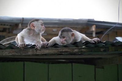 Close-up of monkey