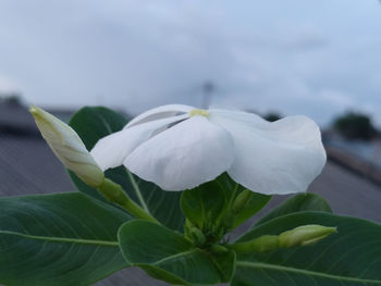 Close-up of white flowering plant