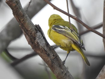 Close-up of parrot perching on branch