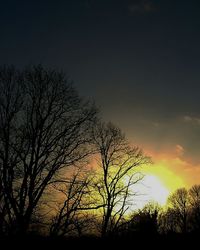 Silhouette of bare trees at sunset