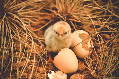 High angle view of a bird in nest