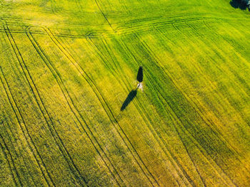 Aerial view of tree on field