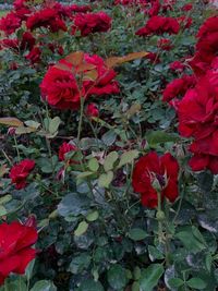 High angle view of red flowering plants on land