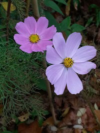 Close-up of purple flowers blooming outdoors