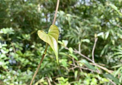 Close-up of green leaf on plant