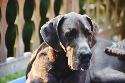 Close-up portrait of a dog