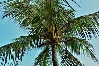 Low angle view of palm tree against sky