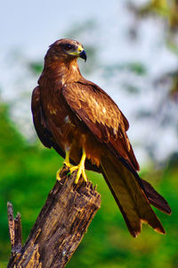 Close-up of eagle perching on wood