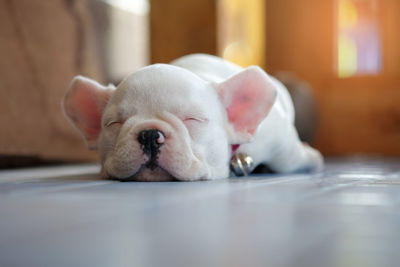 Close-up of dog sleeping on floor at home