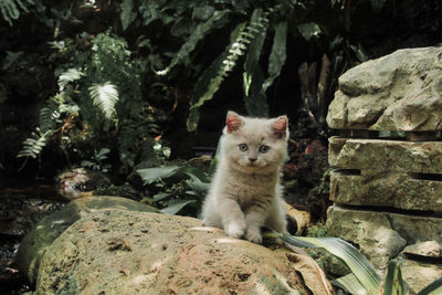 Portrait of cat sitting on rock