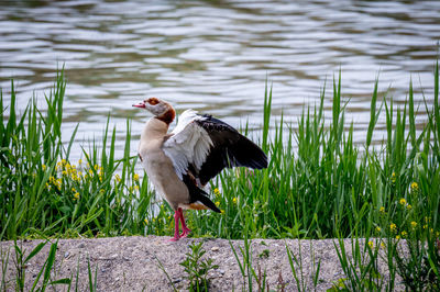 Egyptian goose spreading wings in natural environment. alopochen aegyptiaca in switzerland. 