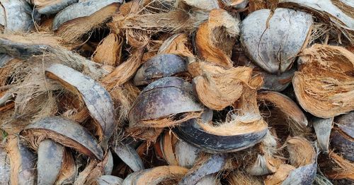 Full frame shot of logs in forest