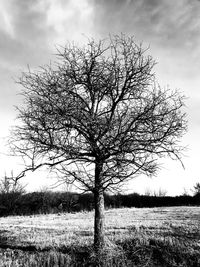 Bare tree on field against sky