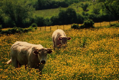 Cows grazing on field