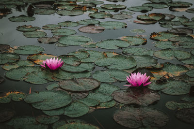 Pink water lily on leaves in lake
