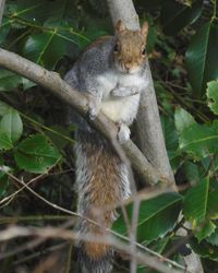 Close-up of squirrel on tree