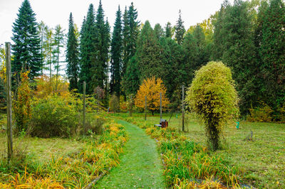 Scenic view of trees in forest