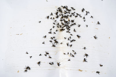 High angle view of birds on table