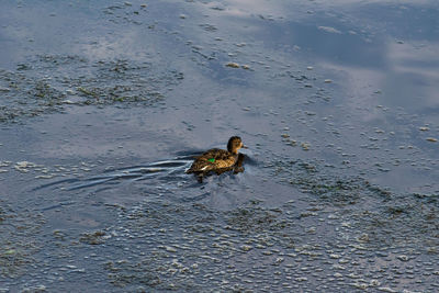 High angle view of duck swimming on lake