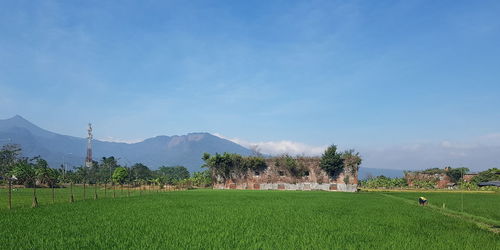 Old red building in the green rice field