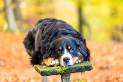 Sweet bernese mountain dog in autumn