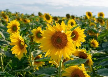 Close-up of yellow flowering plant on field