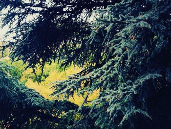 Full frame shot of trees in forest