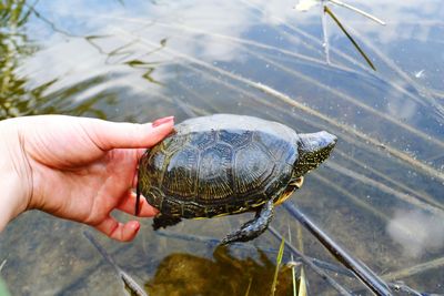 Cropped image of woman hand holding turtle over lake