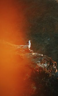 View of birds swimming in sea